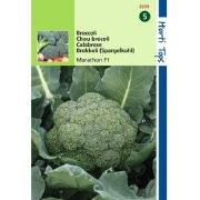 2 stuks - Broccoli Marathon V H Premium Crop F1