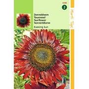 2 stuks - Helianthus annuus Avondzon bruin rood