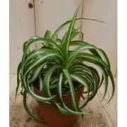 2 stuks! Chlorophytum bonnie