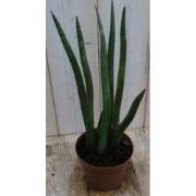 Kamerplant Vrouwentong Sansevieria 50 cm