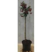 Cotoneaster Dwergmispel op 60 cm stam