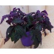 2 stuks! Kamerplant Gynura - glow in the dark -