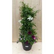 Plastic plantenbak antraciet Sterjasmijn wit met zomerbloeiers roze/pa...