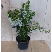 3 stuks! Angelonia Angustifolia wit