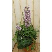 3 stuks - Ridderspoor roze