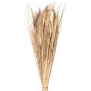 Clayre & Eef Droogbloemen Beige Droogbloemen