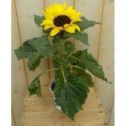 3 stuks! Zonnebloem I