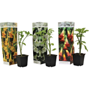 Engelentrompet - Set van 3 - Brugmansia - Hoogte 25-40cm - ?9cm