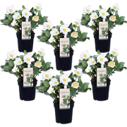 Kerstroos - Set van 6 - Helleborus niger 'Mont Blanc' - Hoogte 20-30cm...