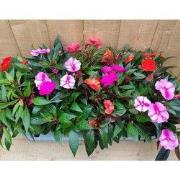 Vlijtig Liesje Balsemien Impatiens New Guinea 10 potjes per tray kleur...