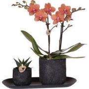Kolibri Company | Plantenset Urban Nature small | Oranje Phalaenopsis ...