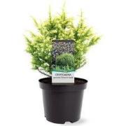 Cryptomeria jap. Vilmorin Gold 20-25 cm Conifeer