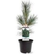 Pinus flexilis VanderWolf s Pyramid 30-40 cm Conifeer