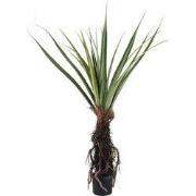PTMD Kunstplant Pandanus - 130x130x150 cm - Polyester - Groen