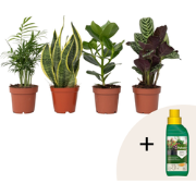 Gemakkelijke kamerplanten - Set van 4 - Hoogte 25-40cm - ?12cm