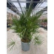 Chamaerops humilis 25 liter pot