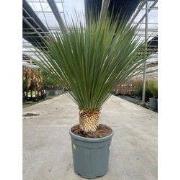 Yucca rostrata 25 liter pot
