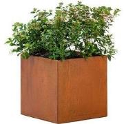 Bloembak Hudson klein 50x50x50 cm Tuindeco