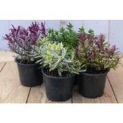 Hebe vaste plant groen met mix variante