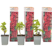 Aalbes - Set van 3 - Ribes rubrum - Hoogte 25-40cm - ?9cm