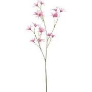 Tweedia spray pink 69 cm Emerald