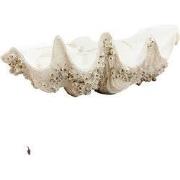 Light & Living - Ornament SHELL - 52x28x18cm - Bruin