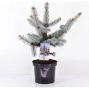 Picea pungens hoopsii 30-40 cm