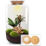 URBANJNGL - Sven XL Palm - Planten Terrarium met licht - DIY kit - Eco...
