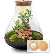 URBANJNGL - Sam XL Bonsai - Planten Terrarium met licht - DIY kit - Ec...