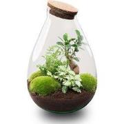 URBANJNGL - Drop XL Groen - Planten Terrarium met kurk - DIY kit - Eco...