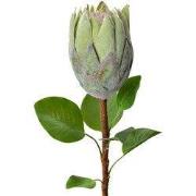 Clayre & Eef Kunstbloem 65 cm Groen Kunststof