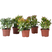 Geldboom - Mix van 5 Crassula ovata soorten - Hoogte 10-25cm - Pot 12c...