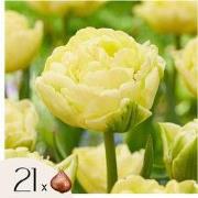 Tulpenbollen - Set van 21 - Tulipa 'Avant Garde' - Bloembollen - Geel