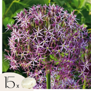 Alliumbollen - Set van 15 - Allium 'Christophii' - Bloembollen - Paars