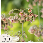 Alliumbollen - Set van 30 - Allium 'Nectaroscordum' - Bloembollen - Ro...