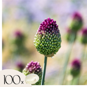 Alliumbollen - Set van 100 - Allium 'Sphaerocephalon' - Bloembollen - ...