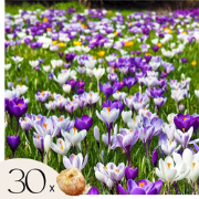 Krokusbollen - Set van 30 - Crocus 'Large Flowering Mix' - Bloembollen
