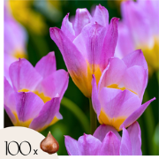 Tulpenbollen - Set van 100 - Tulipa bakeri 'Lilac Wonder' - Bloembolle...