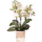 Kolibri Orchids | witte phalaenopsis orchidee potmaat Ø9cm | Lausanne ...