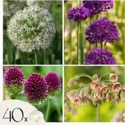 Alliumbollen - Set van 40 - Allium, Nectaroscordum - Bloembollen