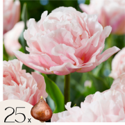 Tulpenbollen - Set van 25 - Tulipa 'Dreamer' - Bloembollen - Roze