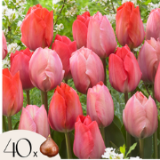 Tulpenbollen - Set van 40 - Tulipa 'Salmon', 'Van Eijk' - Bloembollen ...