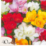Freesia - Set van 40 - Freesia Mix - Bloembollen