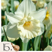 Narcissen - Set van 15 - Narcissus 'Mount Hood' - Bloembollen - Geel