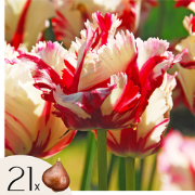Tulpenbollen - Set van 21 - Tulipa 'Estella Rijnveld' - Bloembollen - ...