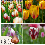 Tulpenbollen - Set van 60 - Tulipa 'Flaming Beauty Mix' - Bloembollen