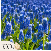 Druifhyacint - Set van 100 - Muscari armeniacum - Bloembollen - Blauw