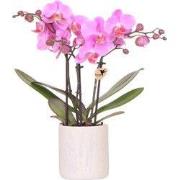 Kolibri Orchids | Donkerroze orchidee Frederikstad + Floral sierpot la...