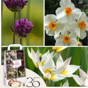 Dry Garden Box - 35 bloembollen voor droge & zonnige plekken