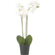 Kunstplant phalaenopsis orchidee - Wit - Hoogte 55cm